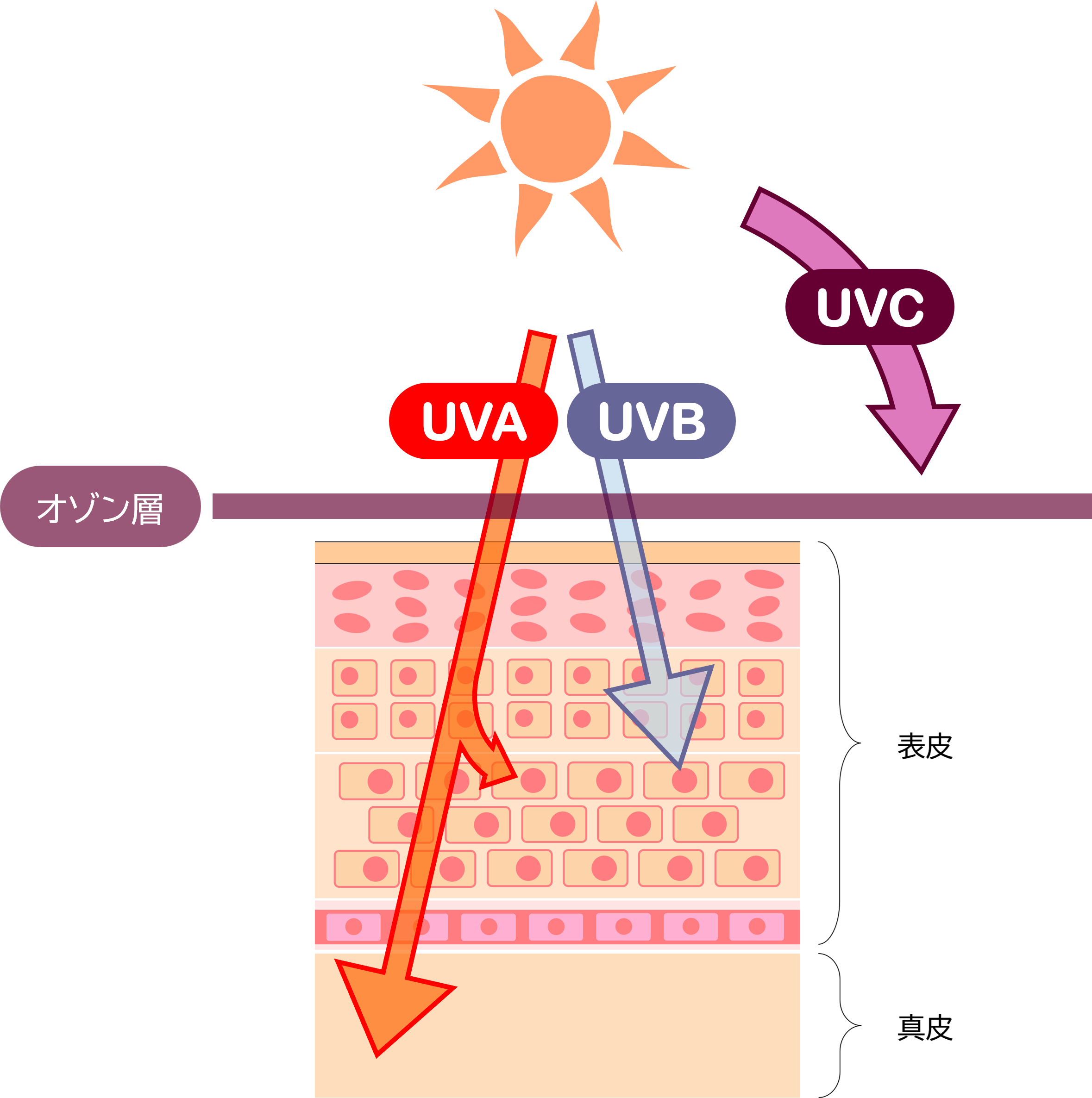 紫外線UVAとUVBが肌の表皮や真皮に届く仕組みのイラスト図解