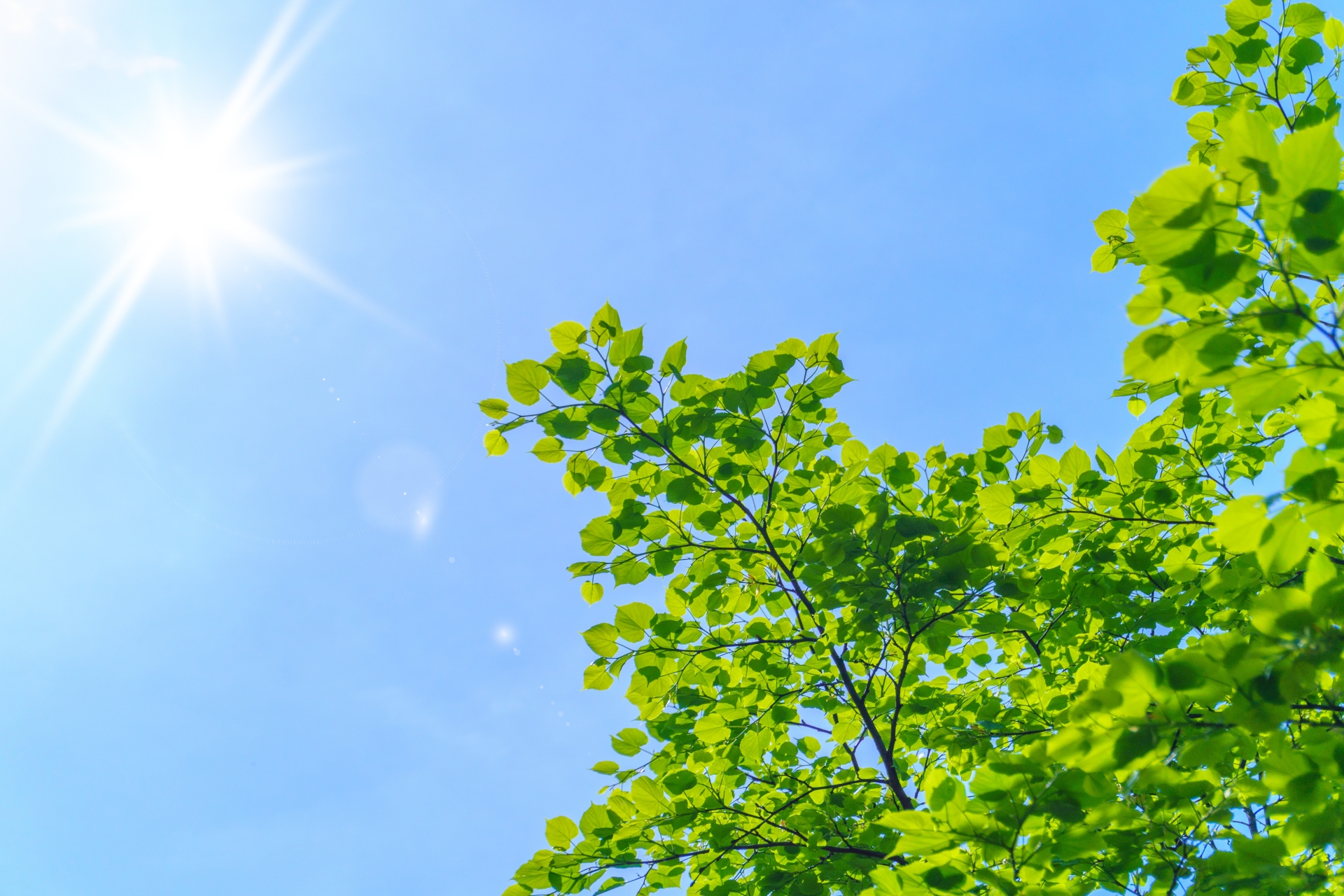 青空の下、眩しく降り注ぐ太陽の光と新緑の木々