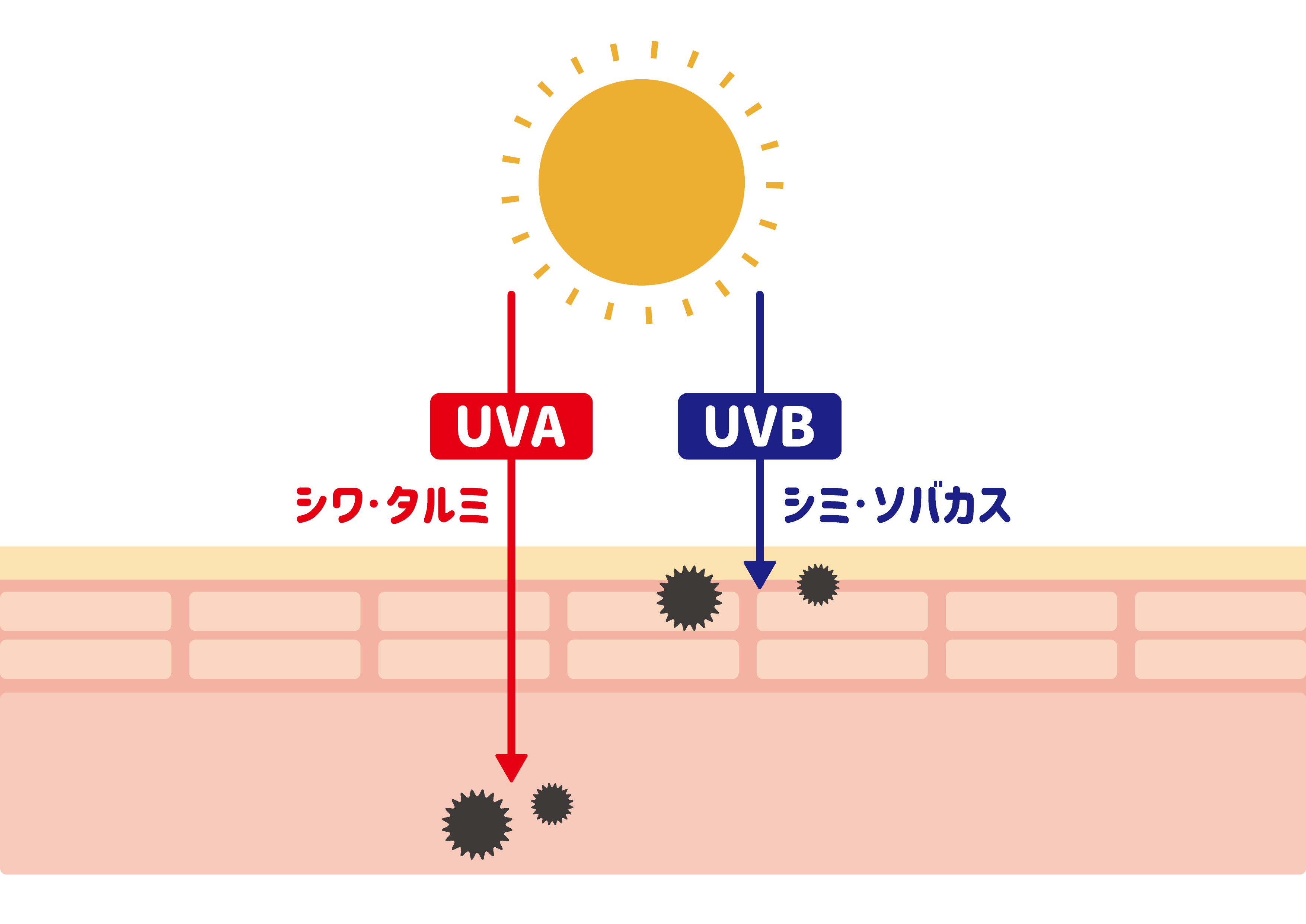 UVAとUVBが肌に浸透し、シワ・タルミやシミ・ソバカスを引き起こす仕組みの図解イラスト