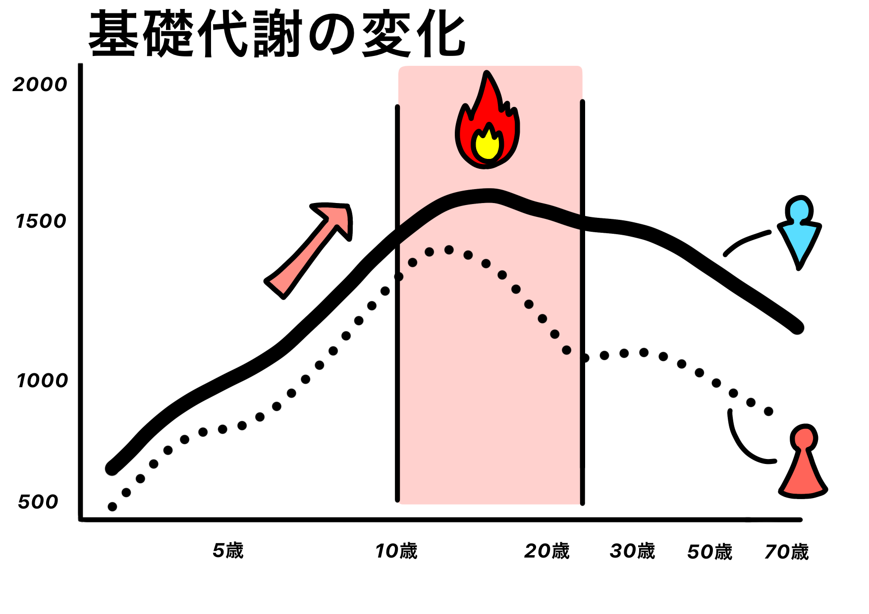 加齢による基礎代謝量の変化を示すイメージ図。20代以降、年齢とともにエネルギー消費が減少していく傾向をグラフで解説。