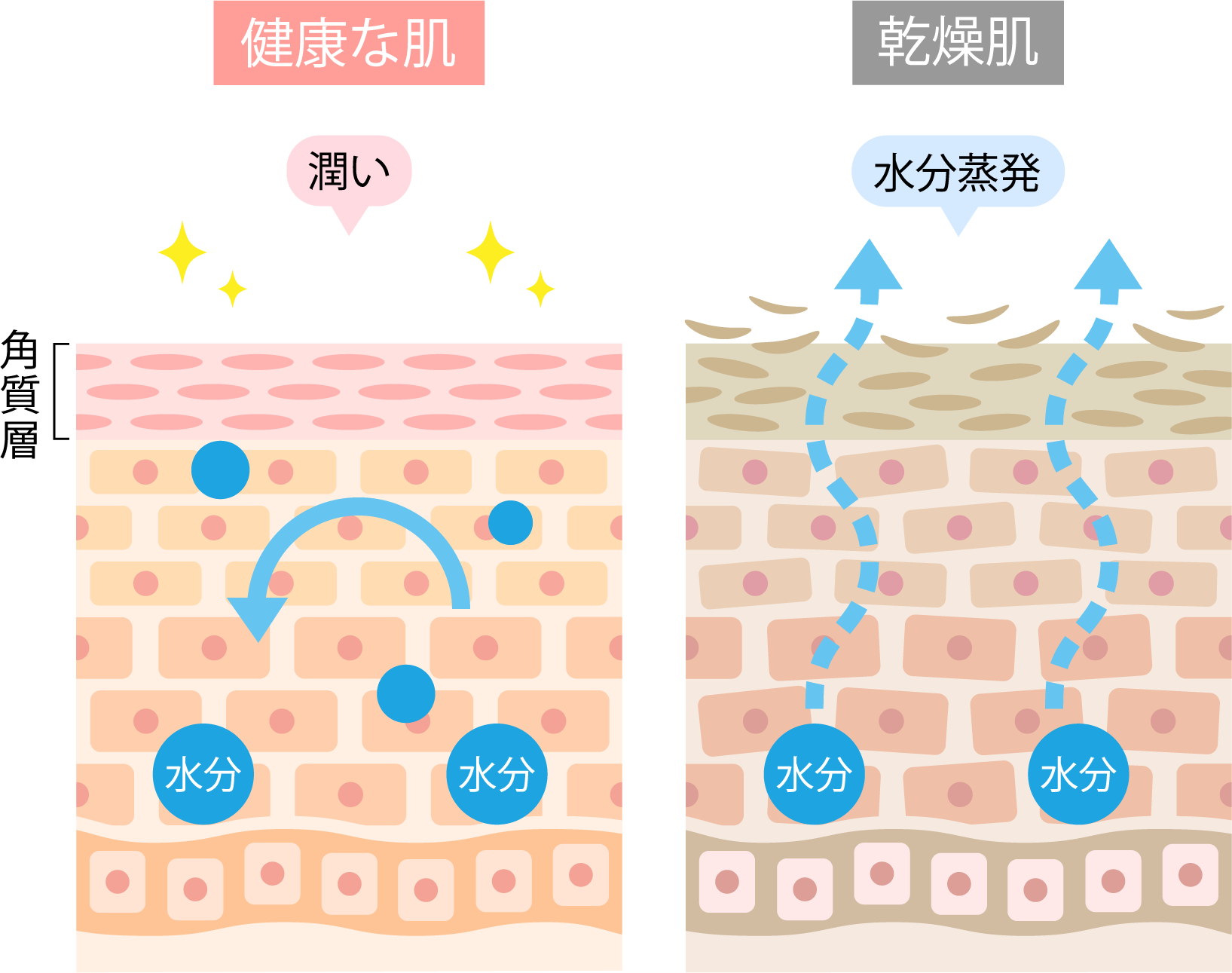 健康な肌と乾燥肌の構造を比較した断面図。バリア機能が低下した乾燥肌から水分が蒸発していく仕組みを解説する図解。
