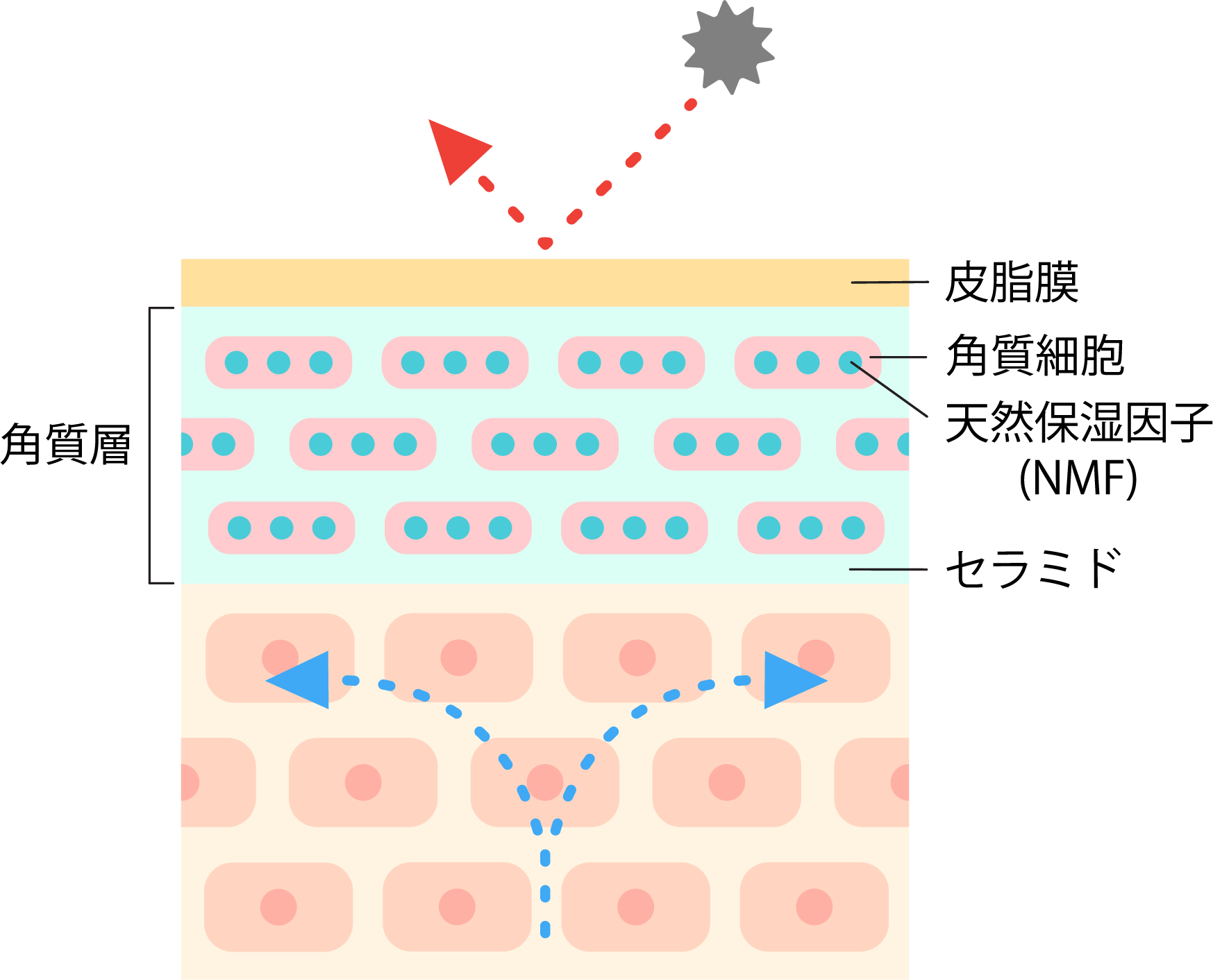 角質層の構造図。皮脂膜、角質細胞、天然保湿因子（NMF）、セラミドの配置と、外部刺激を跳ね返すバリア機能の仕組みを示すイラスト