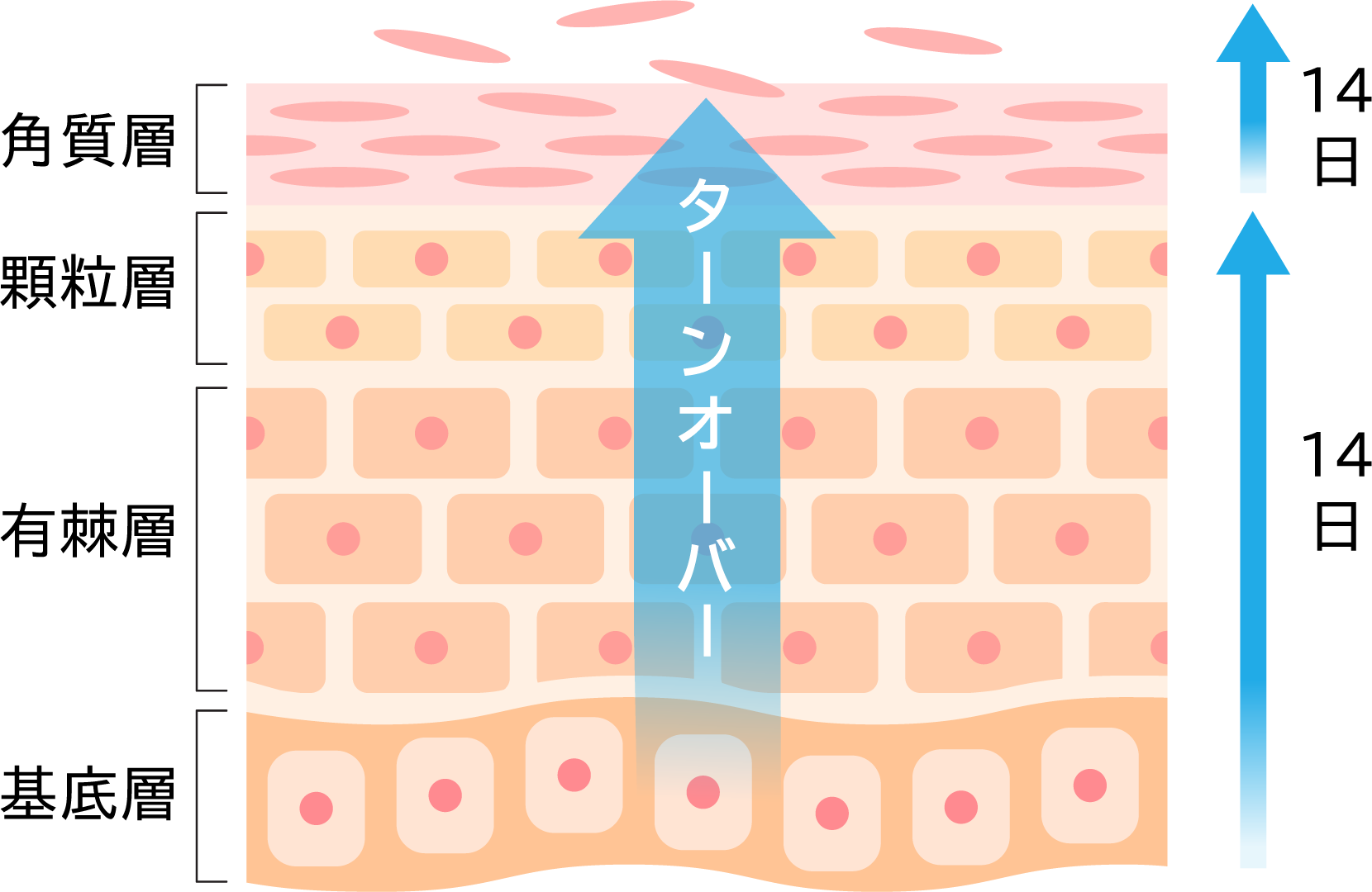 肌のターンオーバーの仕組みと理想的な周期（14日＋14日）を解説する、表皮の4つの層（基底层・有棘層・顆粒層・角質層）のイラスト。