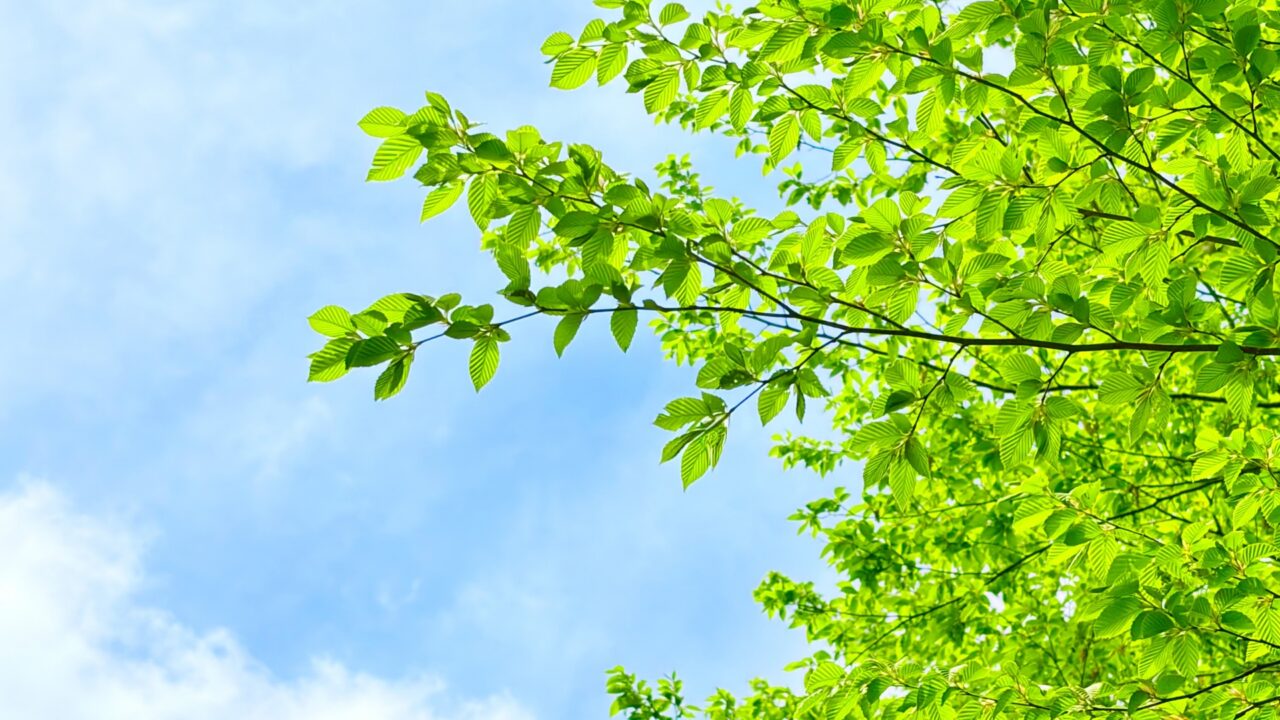 青空に向かって伸びる緑豊かな木の枝と葉