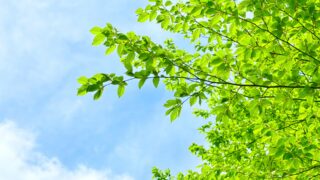 青空に向かって伸びる緑豊かな木の枝と葉