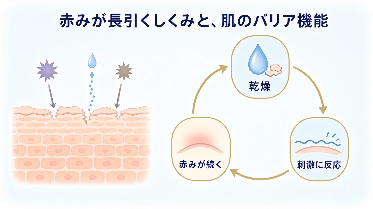 肌バリアと赤みの関係を図解したイメージ